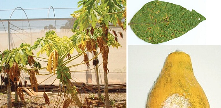 O uso de Fosfitos no Manejo de Doenças Fúngicas em Fruteiras e Soja